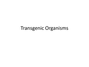 6.2 PPT_Transgenic Organisms PowerPoint
