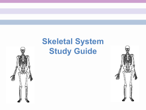 CLICK HERE - Skeletal System Study Guide for Big Quiz