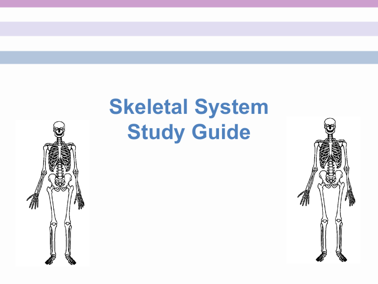 CLICK HERE Skeletal System Study Guide For Big Quiz