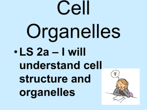 Cell Organelles (PAGE 28 OF PACKET)