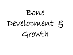 Bone Development & Growth - Mrs. Sanborn's Science Class