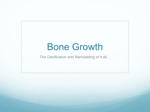 Bone Growth - anatomygarciawestern