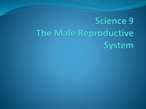 Science 9 The Male Reproductive System
