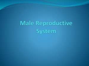 Male Reproductive System Power Point