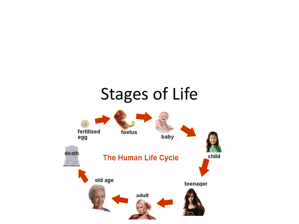 Life period. Stages of Life. Stages of Life in English. Stages of Human Life. Human Life Cycle Stages.