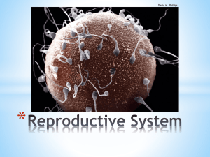 Reproductive System - WHS-Rambo-Wiki