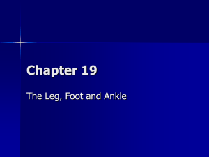 The Ankle and Foot