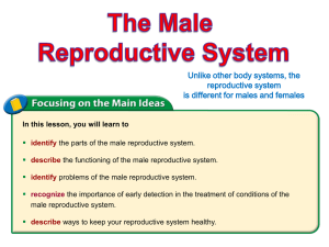 Classwork/Homework Male Reproductive System