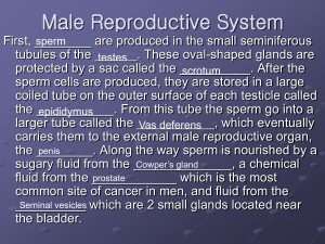 The Female Reproduction System