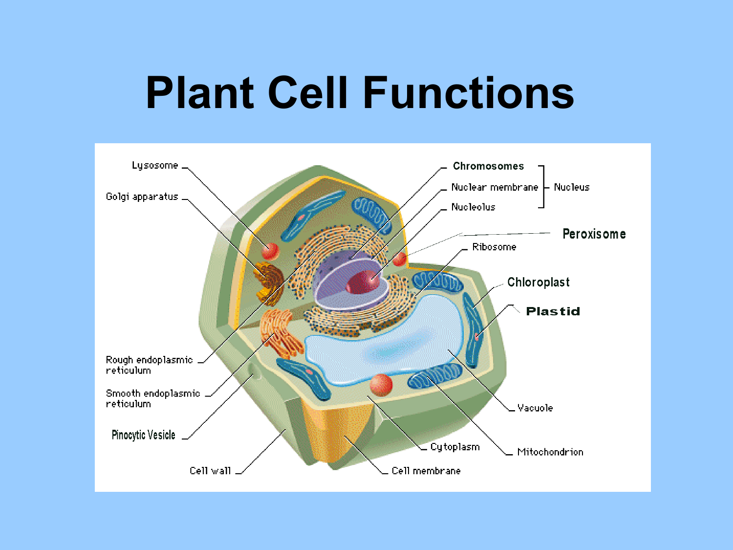 cell diagram labeled