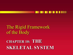 Chapter 4: The Biomechanics of Human Bone Growth and