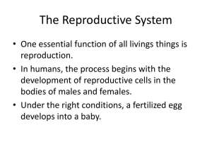 The Male Reproductive System Class Notes