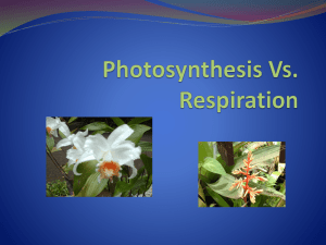 Photosynthesis Vs. Respiration