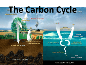 The Carbon Cycle - Science at NESS