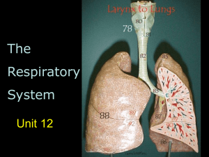 The Respiratory System Notes