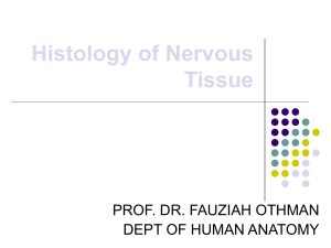 histology of nervous tissue