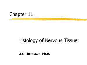 CH 11 Histology of Nervous Tissue