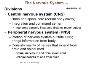 Nervous System Histology
