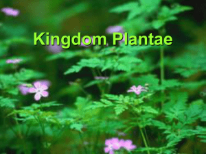 Kingdom Plantae ppt