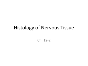 Histology of Nervous Tissue