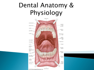 Dental Anatomy and Physiology