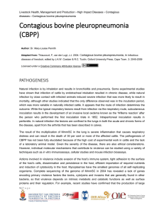 cbpp_pathogenesis