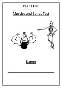 Year 11 PE Muscles and Bones Practice Test