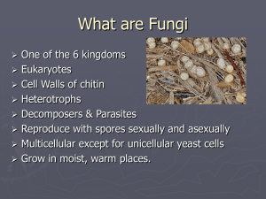 What are Fungi