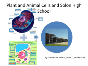 Cell Organelle vs. Solon High School