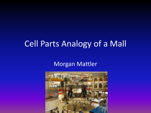 Cell Parts Analogy of a Mall - NylandBiology2012-2013