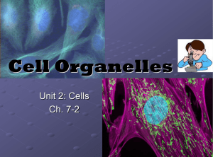 Cell_Organelles_10