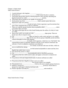 Chapter 11 Study Guide Study Guide Section 1 A protist belongs to