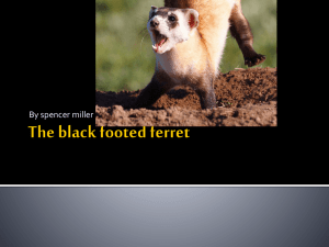 The black footed ferret - ECS Junior High Science Class