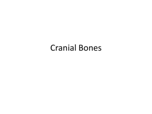 Cranial Bones