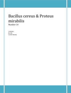 Bacillus cereus & Proteus mirabilis