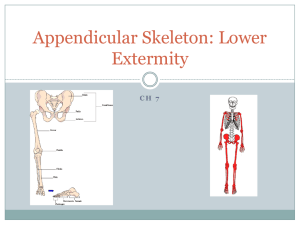 Appendicular Skeleton: Lower Extermity - YISS-Anatomy2010-11