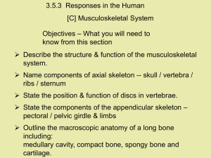 Skeleton Muscles Powerpoint