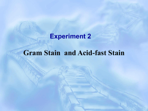 Gram stain Acid-fast stain Gram stain
