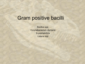 Gram positive bacilli