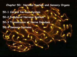Chapter 50-Nervous System and Sense Organs