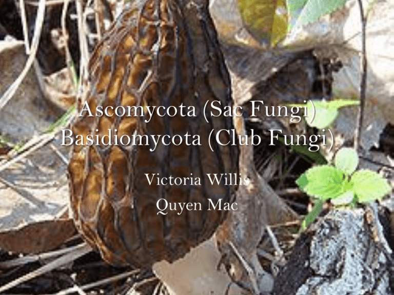 Ascomycota Sac Fungi