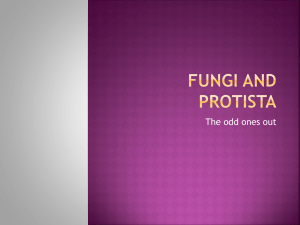Fungi and Protista