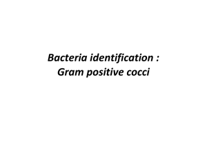 Gram Positive Cocci