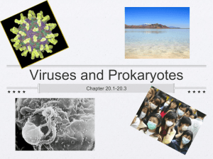 Viruses and PRokaryotes