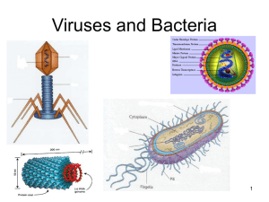 Viruses and Monera