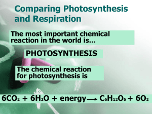 to view or a presentation comparing PHOTOSYNTHESIS