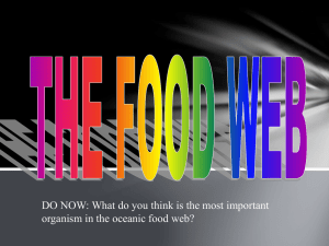 THE FOOD WEB