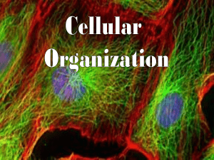 Chapter-3-Cellular-Organization