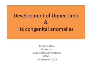 Development of Upper Limb