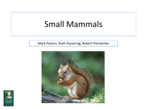 Peyton – Monitoring: Small Mammals